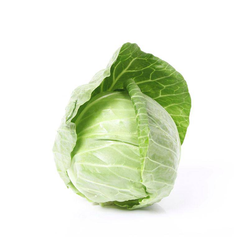 Bentley Seed Co. - Cabbage-Copenhagen Early 1909, featuring a fresh, compact green cabbage head ideal for gardens, aligning with Athens Cooks' quality kitchen offerings.