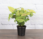Thorsen's Greenhouse - Assorted Butterfly Syngonium: Live plant in a 3 pot, perfect for medium to low light, ideal for home decor.