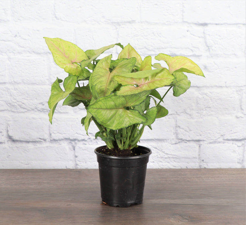 Thorsen's Greenhouse - Assorted Butterfly Syngonium: Live plant in a 3 pot, perfect for medium to low light, ideal for home decor.