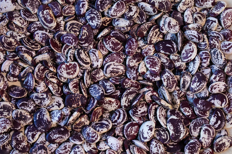 Pile of Rancho Gordo Christmas Lima Beans with speckled surfaces, showcasing their distinctive appearance. Ideal for enhancing culinary creations from Athens Cooks.
