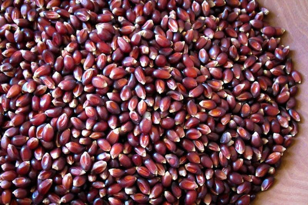 Rancho Gordo | Crimson Popping Corn