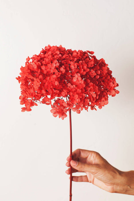 Idlewild Floral Co | Cherry Red Hydrangea Puff