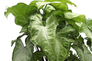 Thorsen's Greenhouse - Assorted Butterfly Syngonium plant in a growers pot, showcasing its distinctive arrow-shaped green leaves, perfect for home decor.