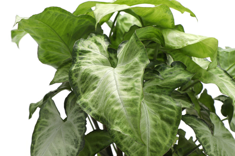 Thorsen's Greenhouse - Assorted Butterfly Syngonium plant in a growers pot, showcasing its distinctive arrow-shaped green leaves, perfect for home decor.
