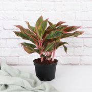 Red Siam Aglaonema in a plastic grower's pot, showcasing vibrant red and green leaves, available in 4 or 6 pot sizes.