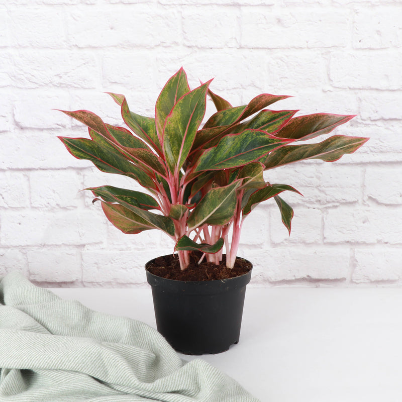 Red Siam Aglaonema in a plastic grower's pot, showcasing vibrant red and green leaves, available in 4 or 6 pot sizes.