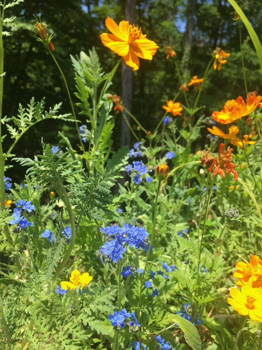 Honey Bee Habitat Grow Kit.