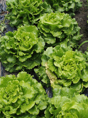 Bentley Seed Co. - Lettuce-Black Seed Simpsons Curled 1885 growing in soil, showcasing fresh, curly heads ready for harvest, ideal for salads and sandwiches.
