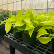 Neon Pothos plant in a grower's pot, showcasing vibrant green leaves. Ideal for indoor decor, available in 3 pot size from Thorsen's Greenhouse.