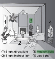 Swiss Cheese Plant, Monstera Adansonii, in a 4 pot, displayed in a stylized room illustration with a couch and various potted plants.