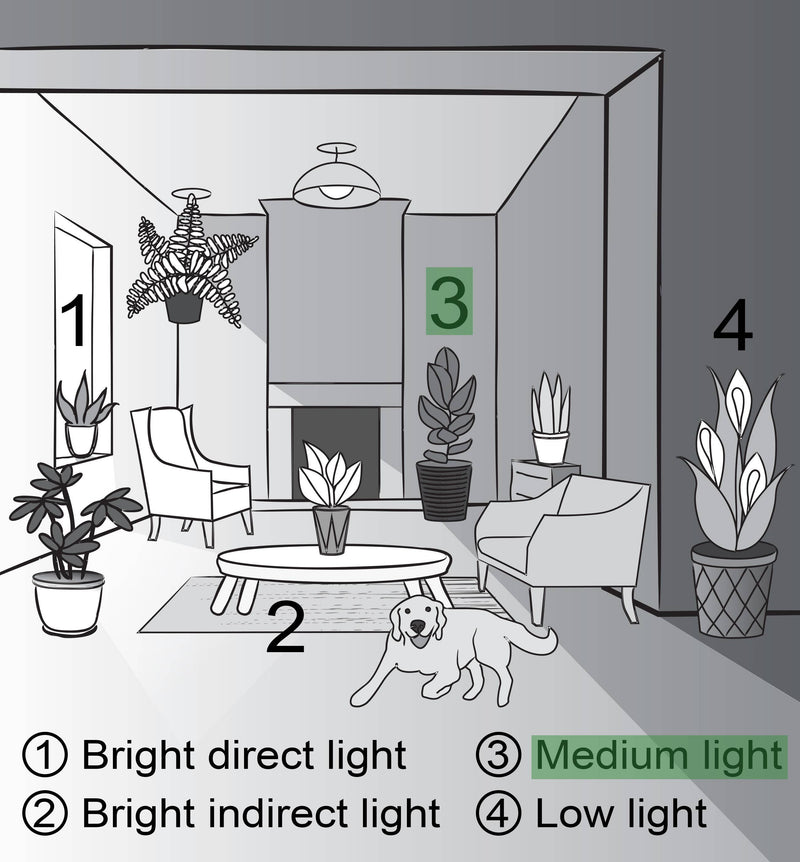 Swiss Cheese Plant, Monstera Adansonii, in a 4 pot, displayed in a stylized room illustration with a couch and various potted plants.