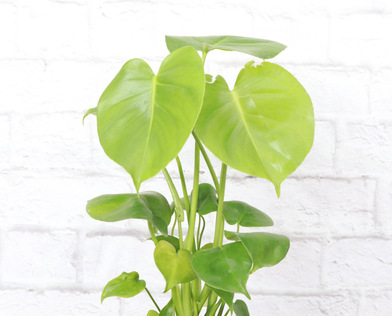 Thorsen's Greenhouse - Monstera Deliciosa - Live Plant: 6 Pot, showcasing large, fenestrated leaves, popular for easy care in various light conditions.