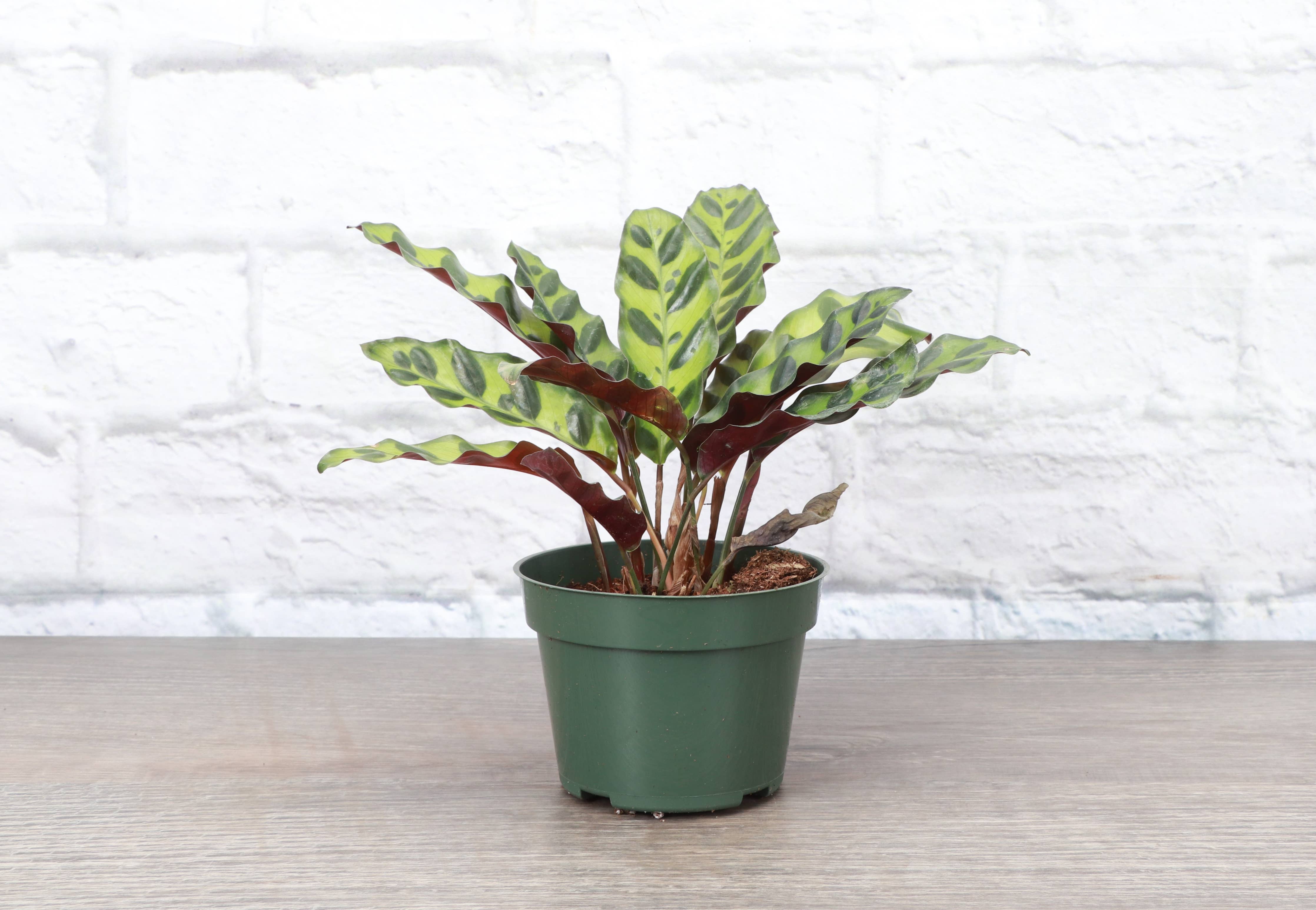 Thorsen's Greenhouse Calathea Rattlesnake - Thumbnail 4