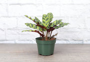 Thorsen's Greenhouse - Calathea Rattlesnake live plant in a 4 pot, showcasing its unique elongated leaves with bright green and purple hues.