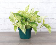 Thorsen's Greenhouse - Marble Queen Pothos Plant, live in a 6 pot, features green and white variegated leaves, perfect for low-maintenance indoor decor.