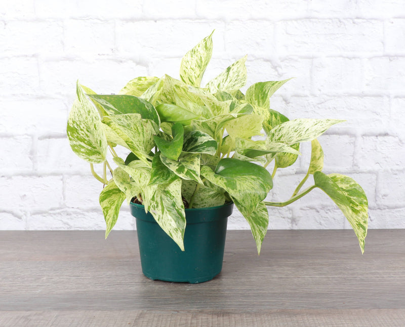 Thorsen's Greenhouse - Marble Queen Pothos Plant, live in a 6 pot, features green and white variegated leaves, perfect for low-maintenance indoor decor.