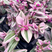 Tradescantia Nanouk plant close-up, showcasing its vibrant pink and green foliage, in a 4 grower’s pot from Thorsen's Greenhouse.