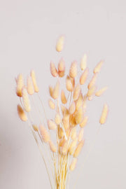 Idlewild Floral Co. - Preserved Two Tone Apricot Bunny Tail, featuring a bunch of delicate, preserved yellow flowers, ideal for elegant, long-lasting home decor.