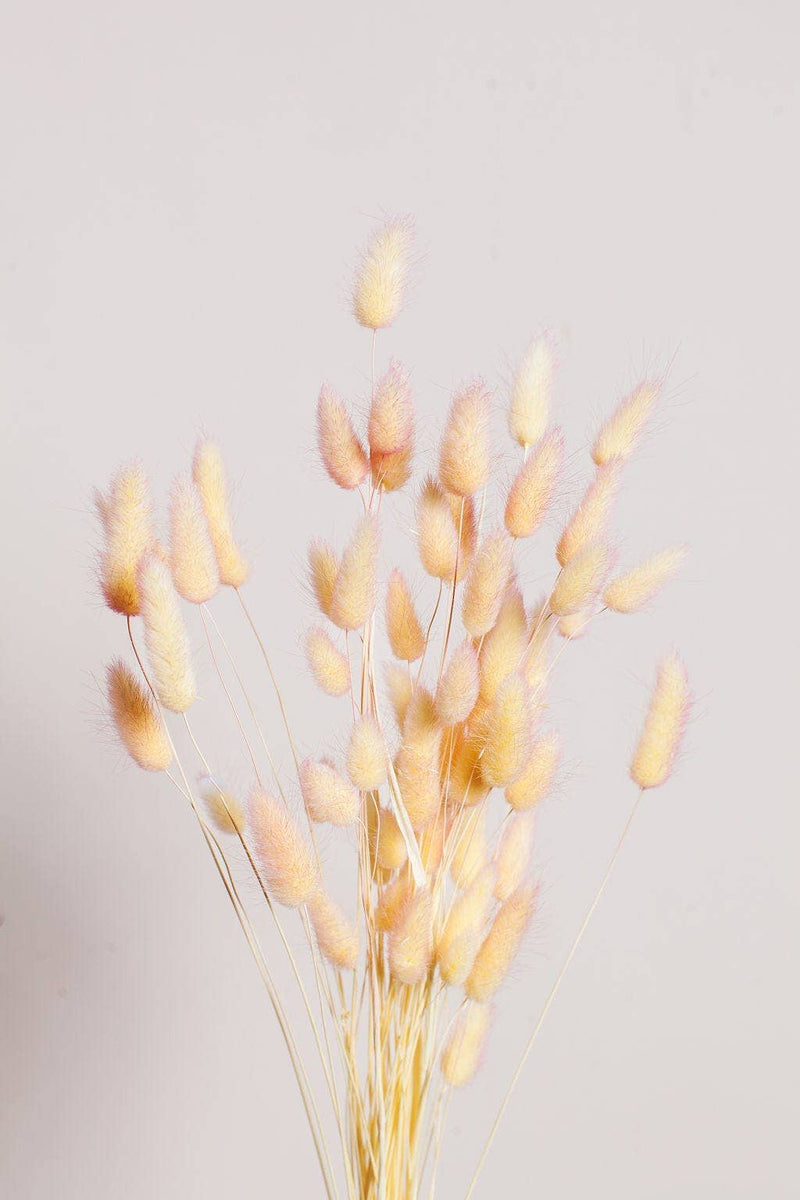 Idlewild Floral Co. - Preserved Two Tone Apricot Bunny Tail, featuring a bunch of delicate, preserved yellow flowers, ideal for elegant, long-lasting home decor.