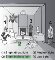 Pink Splash Plant in a 3 pot, featuring bright pink leaves with white and green splotches, ideal for terrariums or small spaces.