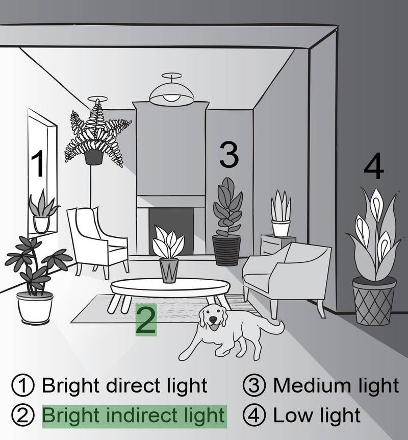 Monstera Deliciosa plant drawing with fenestrated leaves, paired with furniture and decor, reflecting Thorsen's Greenhouse's live plant offering in a 4 pot.