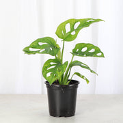 Thorsen's Greenhouse Swiss Cheese Plant, Monstera Adansonii, in a 4 pot, showcasing fenestrated leaves ideal for indoor trailing or vining.