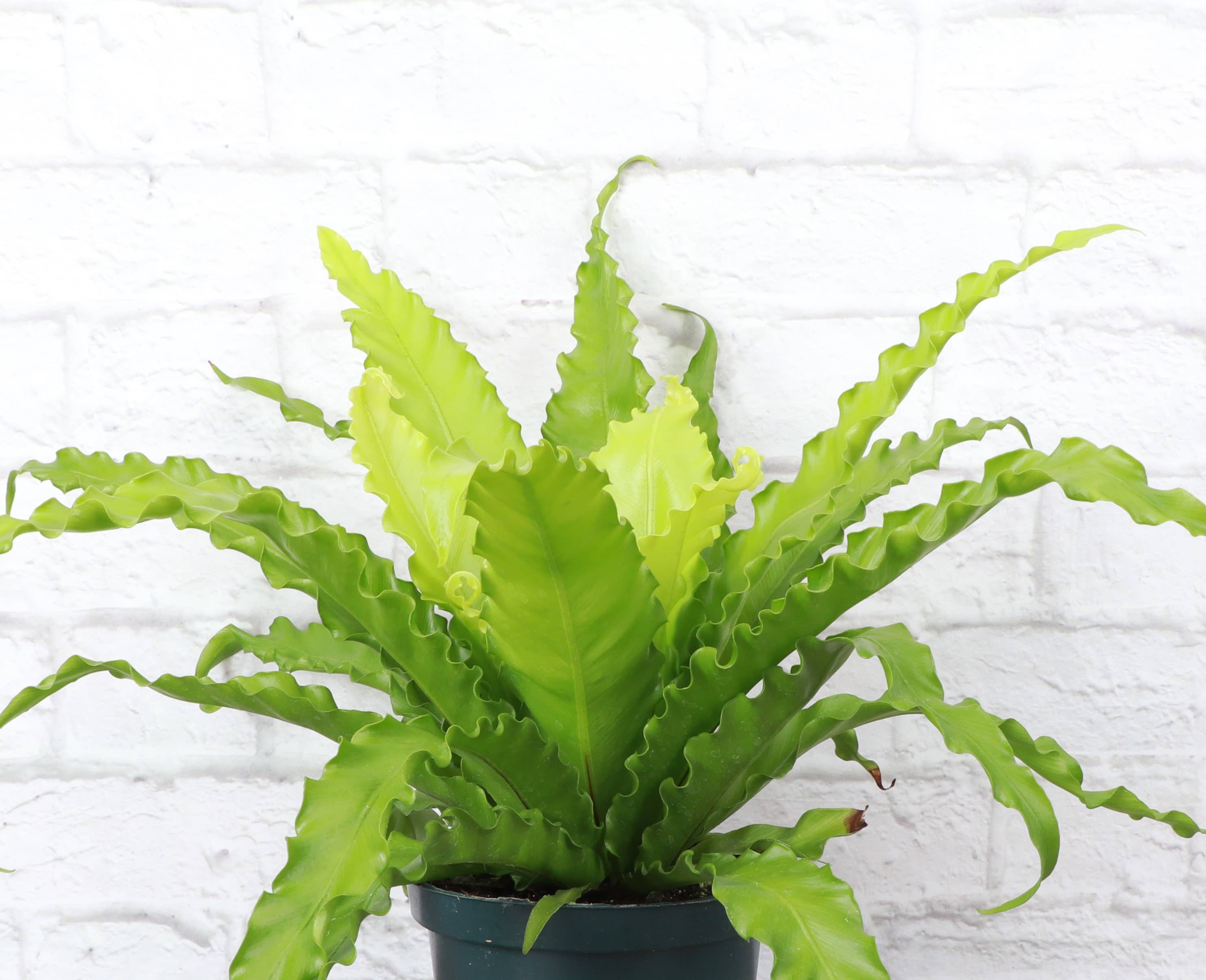 Thorsen's Greenhouse Victoria Bird's-Nest Fern - Thumbnail 4