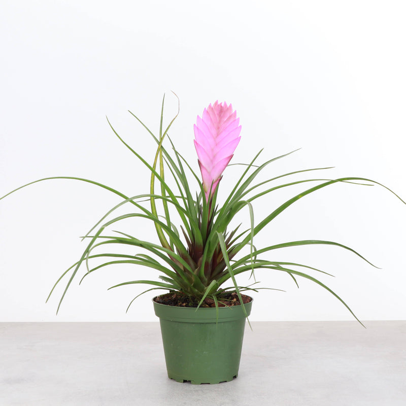 Pink Quill Bromeliad in a green pot, showcasing vibrant pink blooms and spiky green foliage. Ideal for brightening indoor spaces.