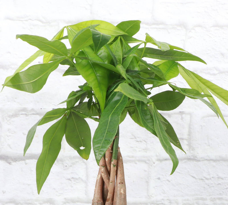 Thorsen's Greenhouse - Money Tree in a 4 pot, showcasing a lush green plant with long leaves, ideal for indoor decor and positive energy.