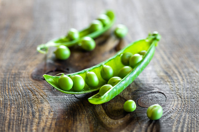 Bentley Seed Co. - Peas-Little Marvel Shelling 1900 displayed with opened pods on rustic wood, showcasing large, sweet peas ideal for fresh eating or preserving.
