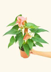 Rooted - Anthurium 'Pink Flamingo' in a 4 or 6 pot, held by a hand, showcasing vibrant leaves and housed in a nursery pot.