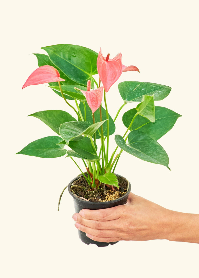 Rooted - Anthurium 'Pink Flamingo' in a nursery pot, held by a hand, showcasing lush leaves and vibrant blooms.