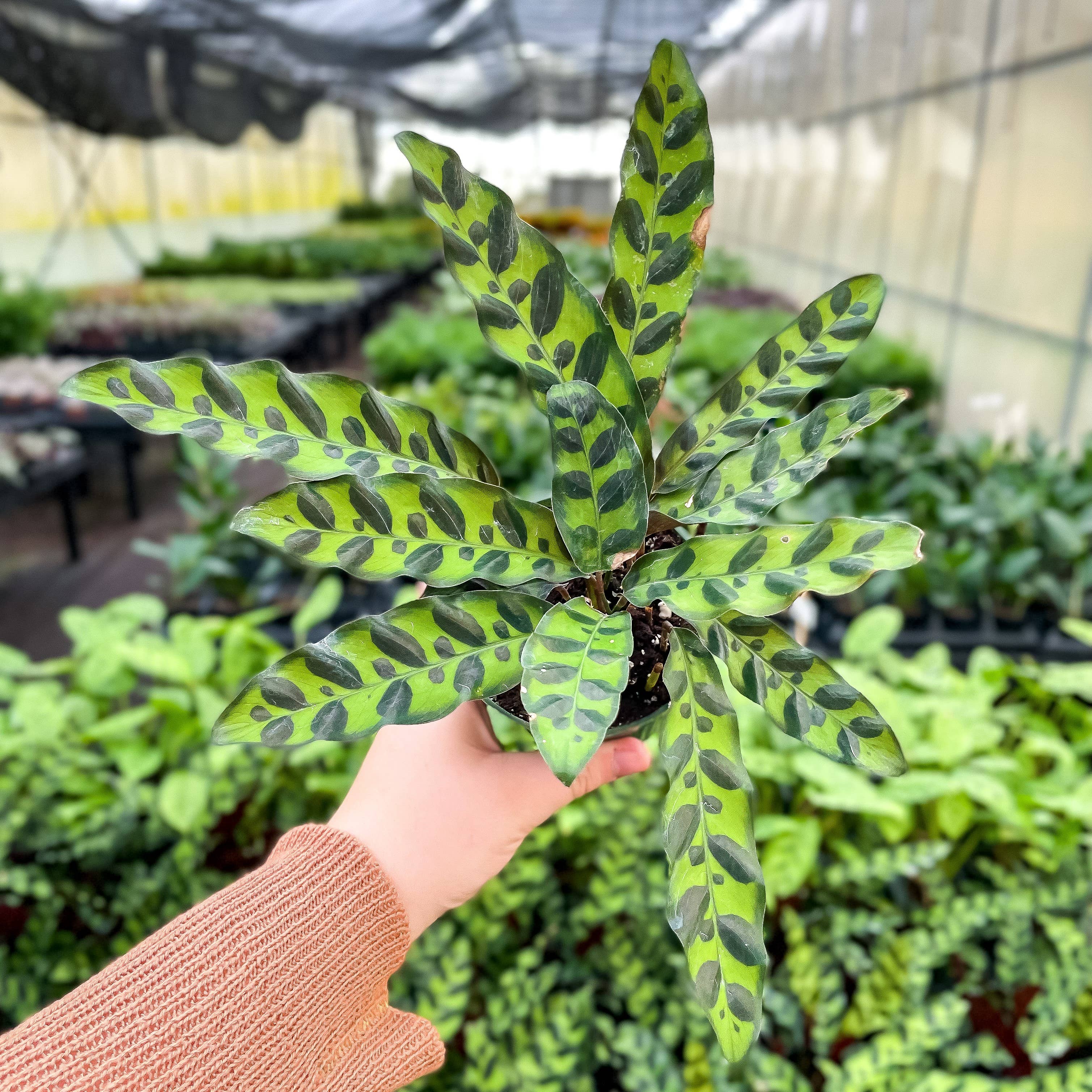 Thorsen's Greenhouse Calathea Rattlesnake - Thumbnail 5