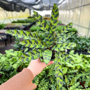 Thorsen's Greenhouse - Calathea Rattlesnake plant in a hand, showcasing its unique elongated leaves, available in a 4 pot.