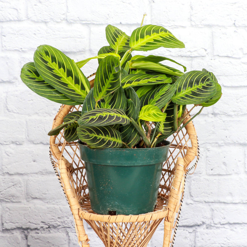 Lemon Lime Prayer Plant in a wicker chair, displayed in a 4 pot. Known for its vibrant leaf patterns, perfect for indoor decor.