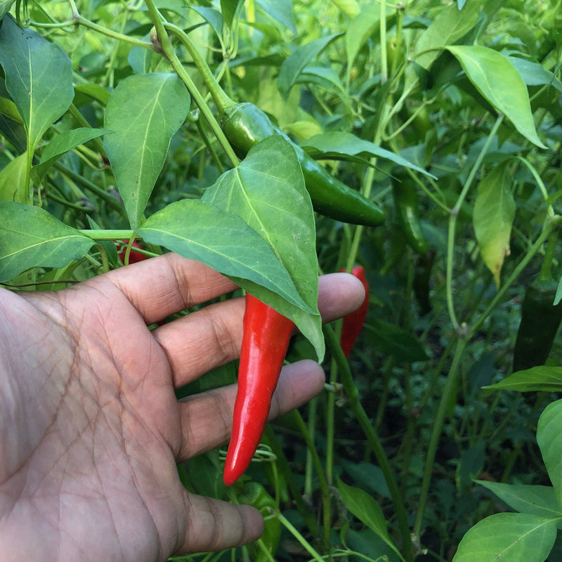 Burlap & Barrel | Kashmiri Chili Powder