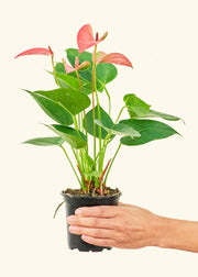 Hand holding a potted Anthurium 'Pink Flamingo' plant, showcasing its green leaves. Available in 4 or 6 pots, homegrown in central Florida.
