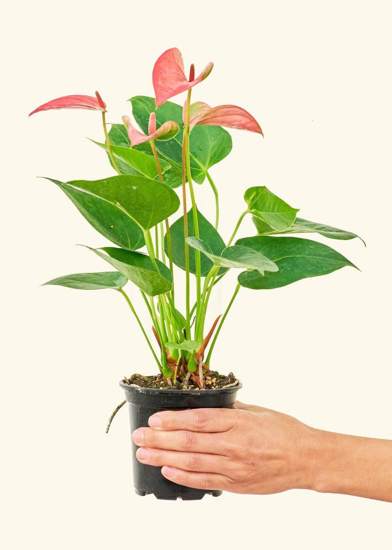 Hand holding a potted Anthurium 'Pink Flamingo' plant, showcasing its green leaves. Available in 4 or 6 pots, homegrown in central Florida.