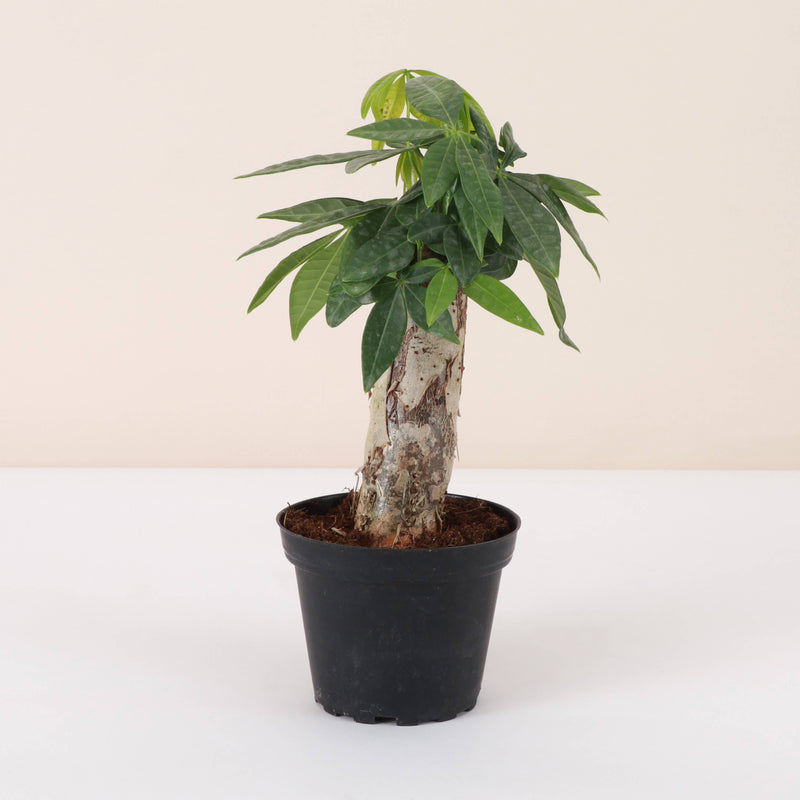 Thorsen's Greenhouse - Money Tree, a small Pachira aquatica in a 4 pot, ideal for home decor, shipped from the greenhouse, promoting good luck and energy.