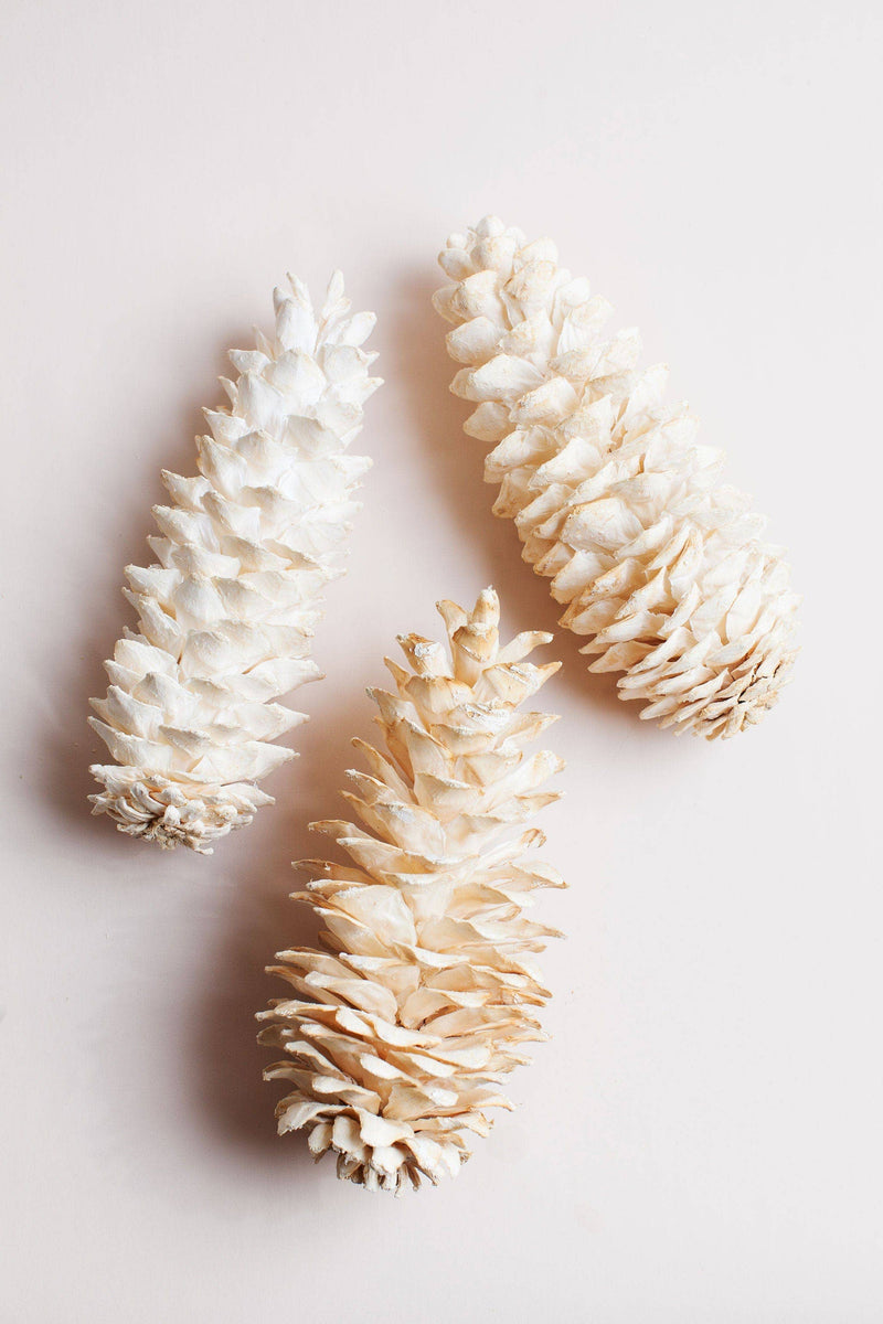 Idlewild Floral Co. - Giant White Sugar Pine Cone, featuring three elongated, pale pine cones. Ideal for decorative use in homes, enhancing settings like entry tables or fireplaces.