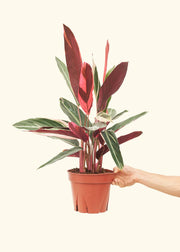 Hand holding a Stromanthe 'Triostar' potted plant, showcasing vibrant leaves, ready to be shipped from a central Florida greenhouse in a 4 or 6 pot.