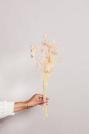 Hand holding Idlewild Floral Co. Preserved Two Tone Apricot Bunny Tail, showcasing meticulously preserved dried flowers ideal for elegant, long-lasting home or event decor.