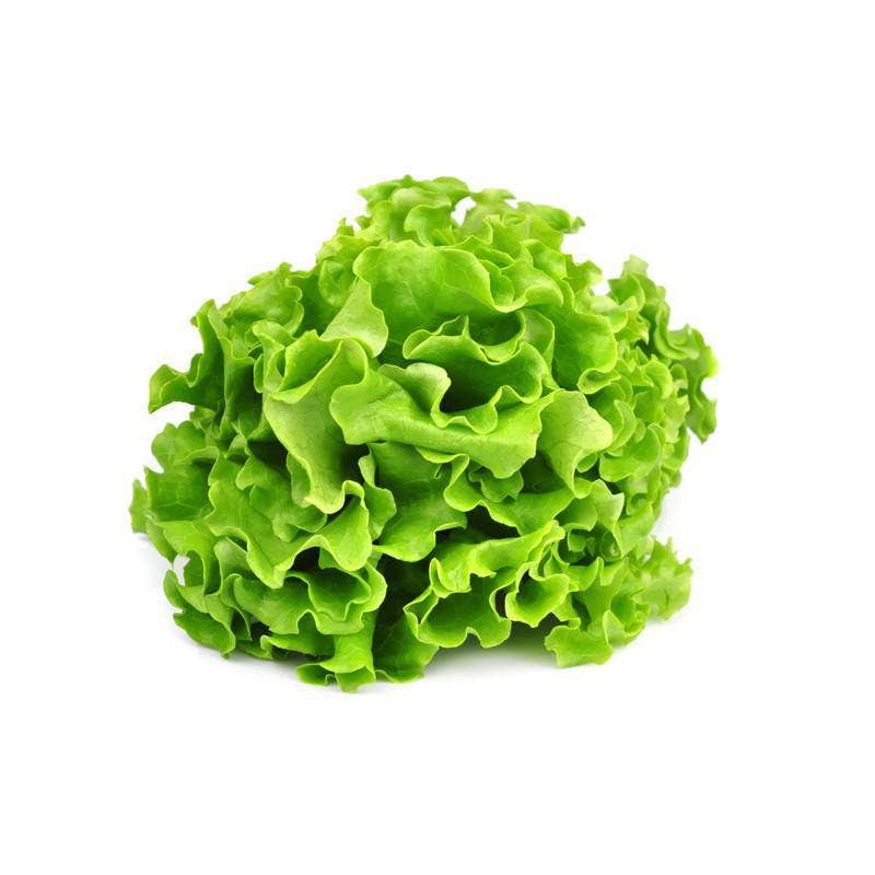 Bentley Seed Co. - Lettuce-Black Seed Simpsons Curled 1885 showcases a fresh head of tender, curled green leaf lettuce, ideal for salads and sandwiches.