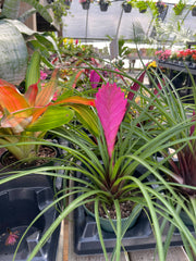 Thorsen's Greenhouse - Pink Quill Bromeliad in a 4 pot, featuring vibrant pink blooms and spiky green foliage, ideal for brightening home or office.
