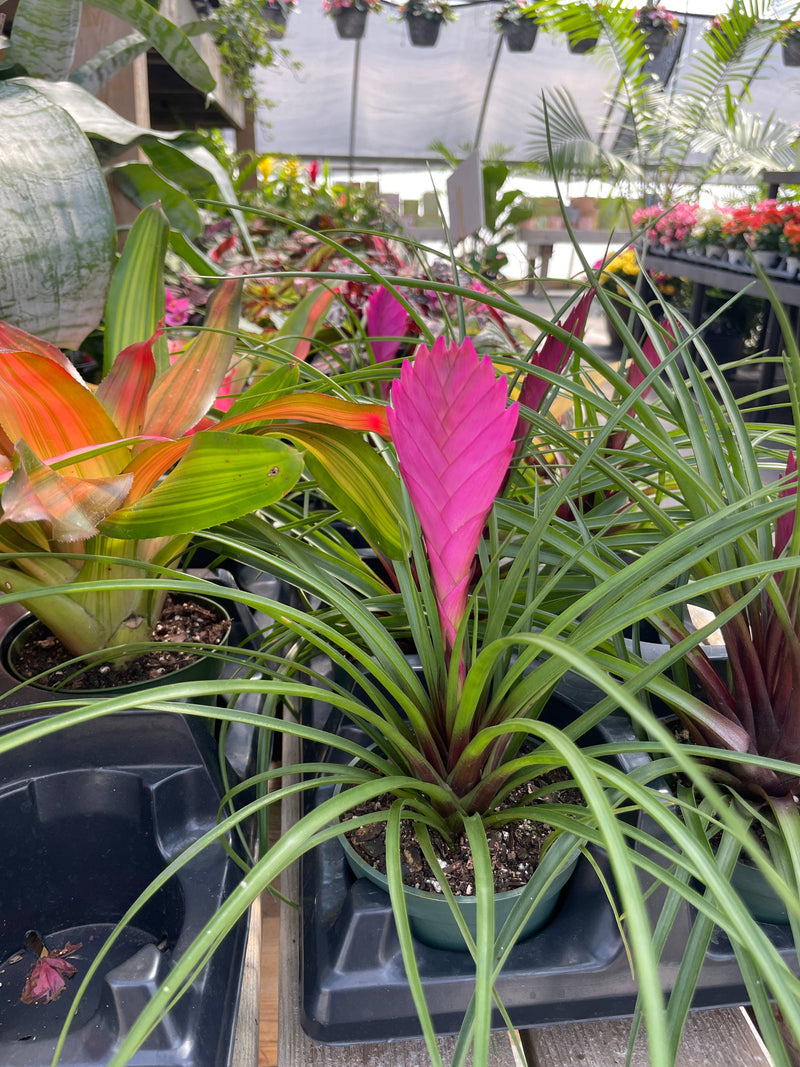 Thorsen's Greenhouse - Pink Quill Bromeliad in a 4 pot, featuring vibrant pink blooms and spiky green foliage, ideal for brightening home or office.