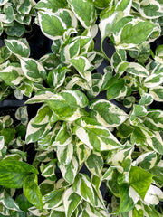 Thorsen's Greenhouse - Pearls and Jade Pothos - Live Plant: 3 Pot, showcasing vibrant green and white variegated leaves, perfect for home decor and brightening spaces.
