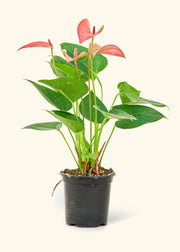 Rooted - Anthurium 'Pink Flamingo' in a 4 or 6 nursery pot, featuring vibrant leaves, grown in central Florida.