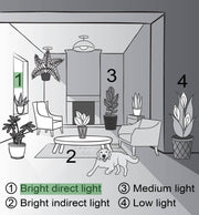 Aloe Vera plant in a 4 pot, depicted in a cartoon drawing, ideal for new plant owners, offered by Thorsen's Greenhouse.