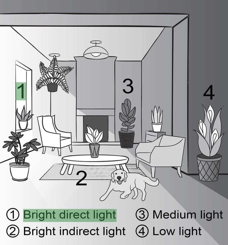 Aloe Vera plant in a 4 pot, depicted in a cartoon drawing, ideal for new plant owners, offered by Thorsen's Greenhouse.