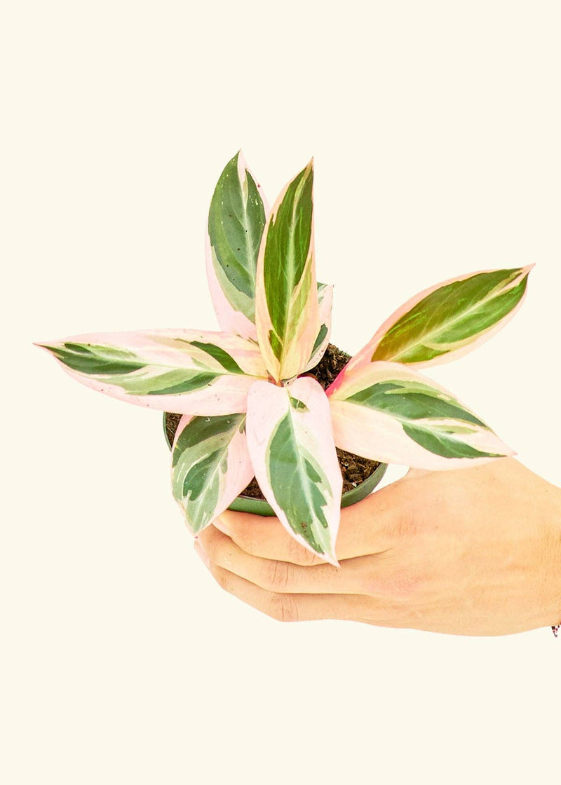 Hand holding a Stromanthe 'Triostar' plant in a pot, showcasing its vibrant leaves, available in 4 or 6 sizes, from Athens Cooks' curated collection.